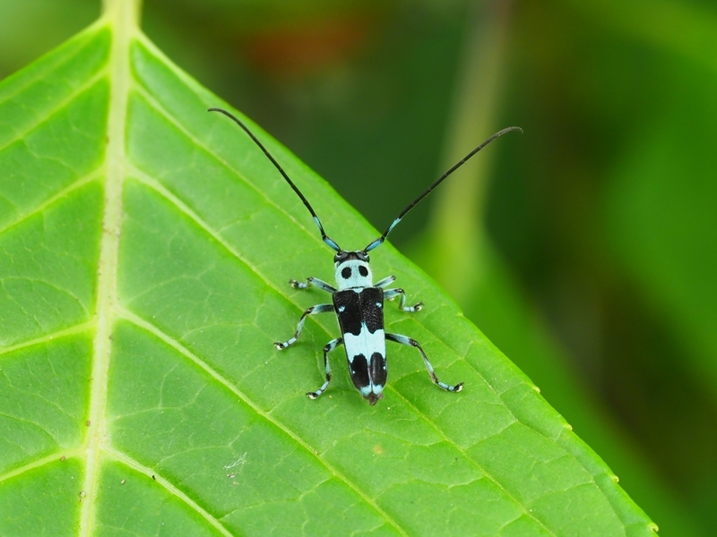 アジサイとラミーカミキリとオオカマキリの幼虫　Byヒナ_c0343075_20185984.jpg