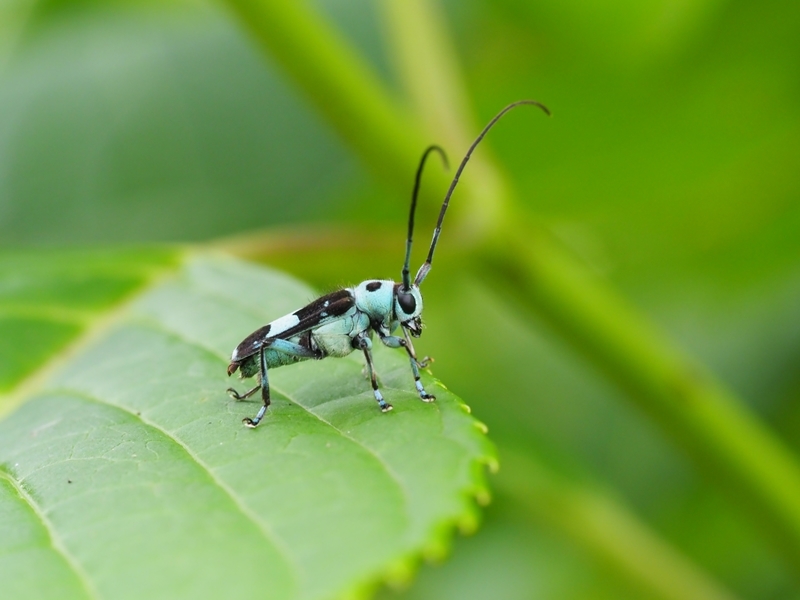 アジサイとラミーカミキリとオオカマキリの幼虫　Byヒナ_c0343075_20190250.jpg