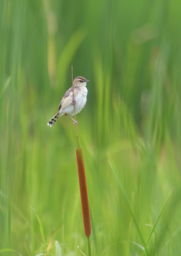 鳥見の再開_c0036878_15574283.jpg