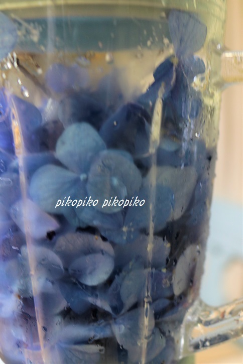 草木染 紫陽花の花びら染め_e0353681_22234460.jpg