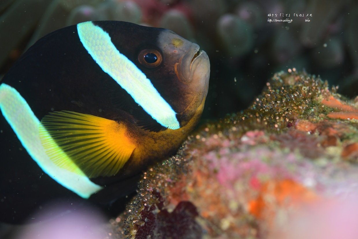 お魚図鑑 F1のよう…_d0342382_20572304.jpg