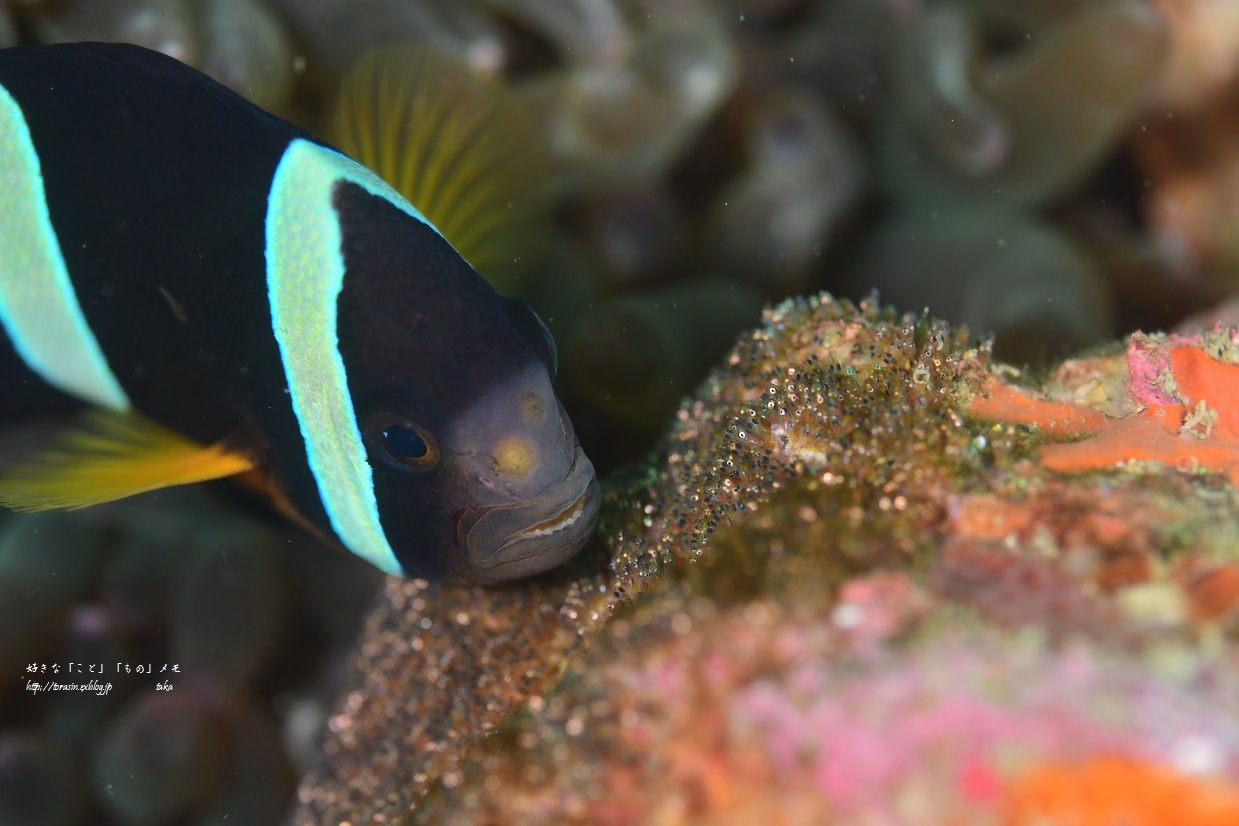 お魚図鑑 F1のよう…_d0342382_20573783.jpg