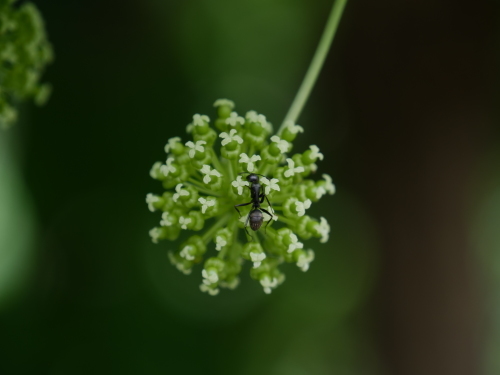 蟻  🐜_b0227583_08015587.jpg