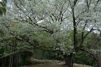 不動産情報、島の樹木(木材について)_f0095585_18280039.jpg