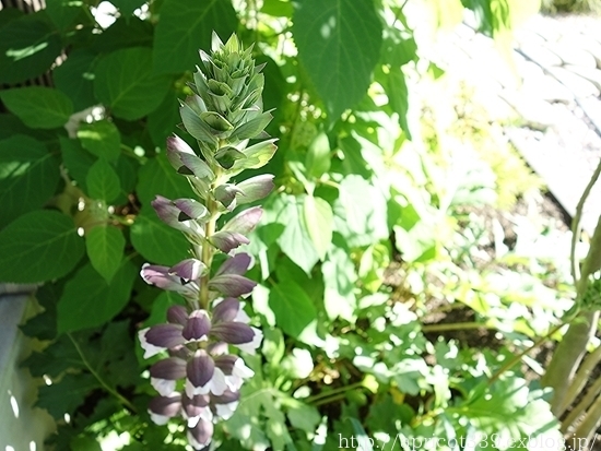 エントランスの植栽スペース 植えかえ後からのBEFORE→AFTER_c0293787_15484875.jpg