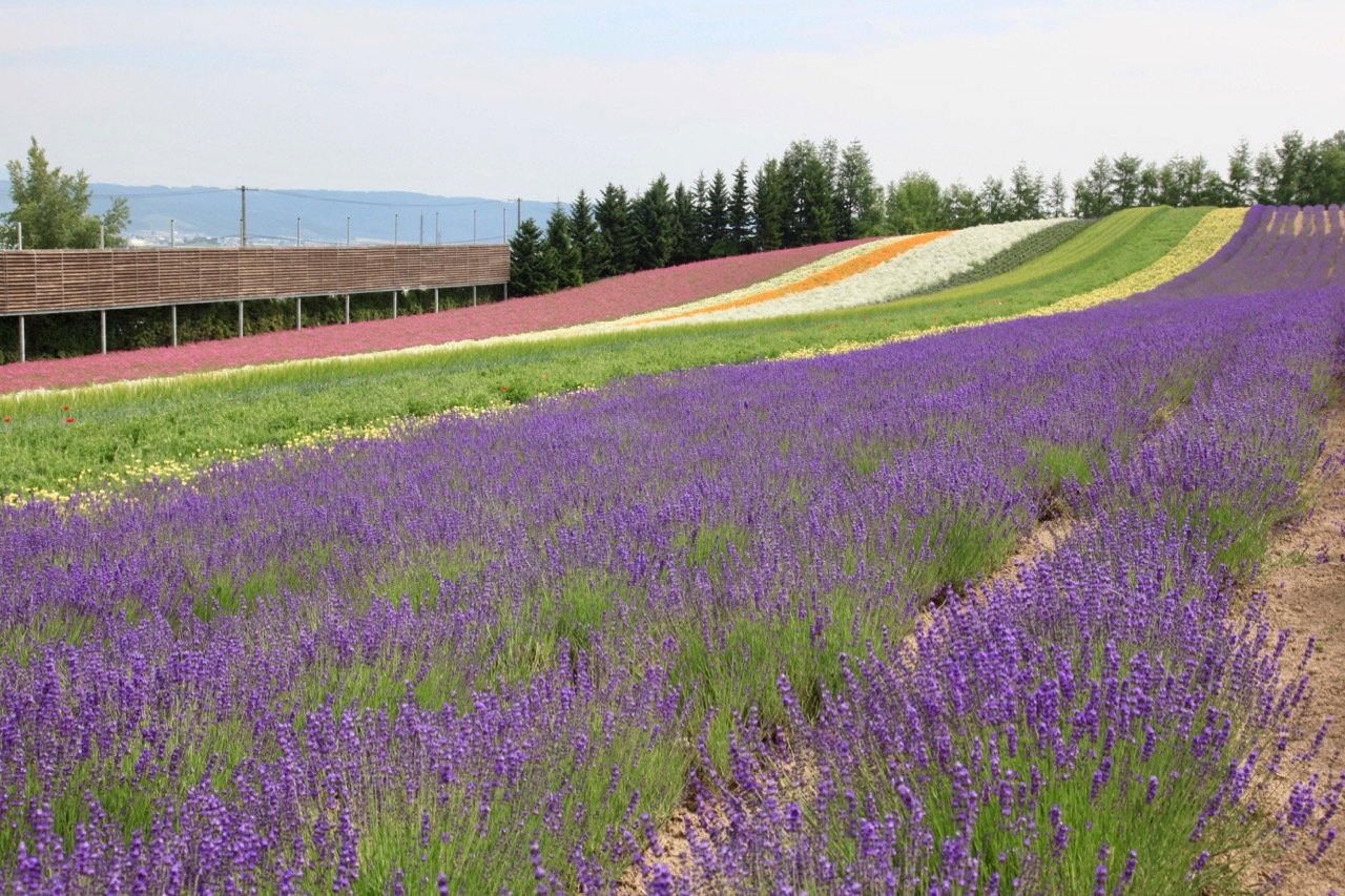 そうだ富良野行こう2_a0015198_20211593.jpg