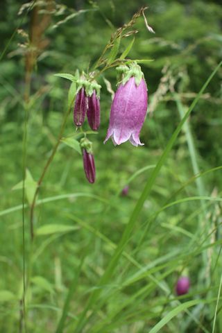 c0090198_17452768.jpg