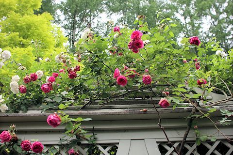 c0090198_17533564.jpg