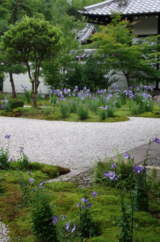 廬山寺(ろざんじ)　桔梗_c0382798_08011254.jpg