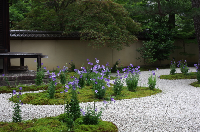 廬山寺(ろざんじ)　桔梗_c0382798_08024067.jpg