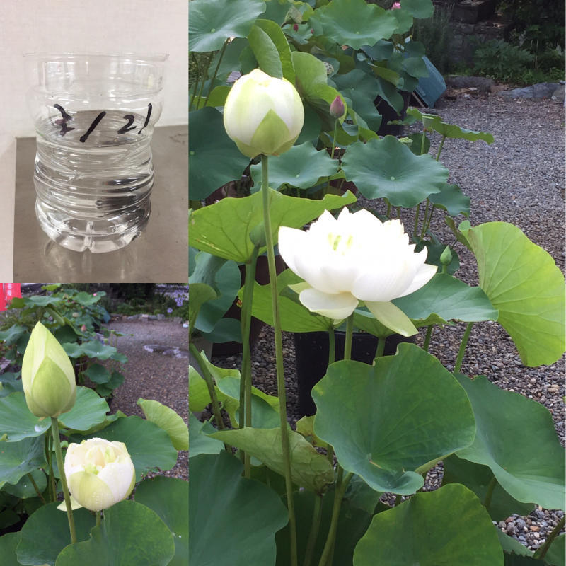 一昨年友達のお寺から種を貰って 去年種から育てたハスの花 大きくて立派なが咲きました 日限ブログ