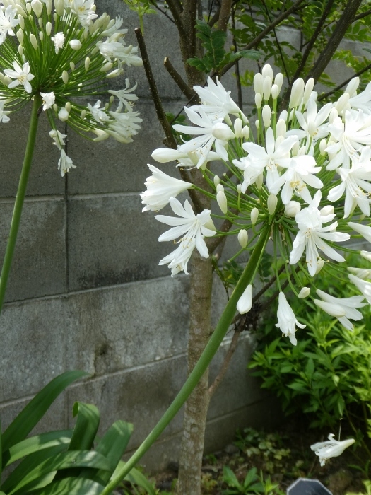 アガパンサスと初雪草～２０１９年７月_f0364000_06413152.jpg