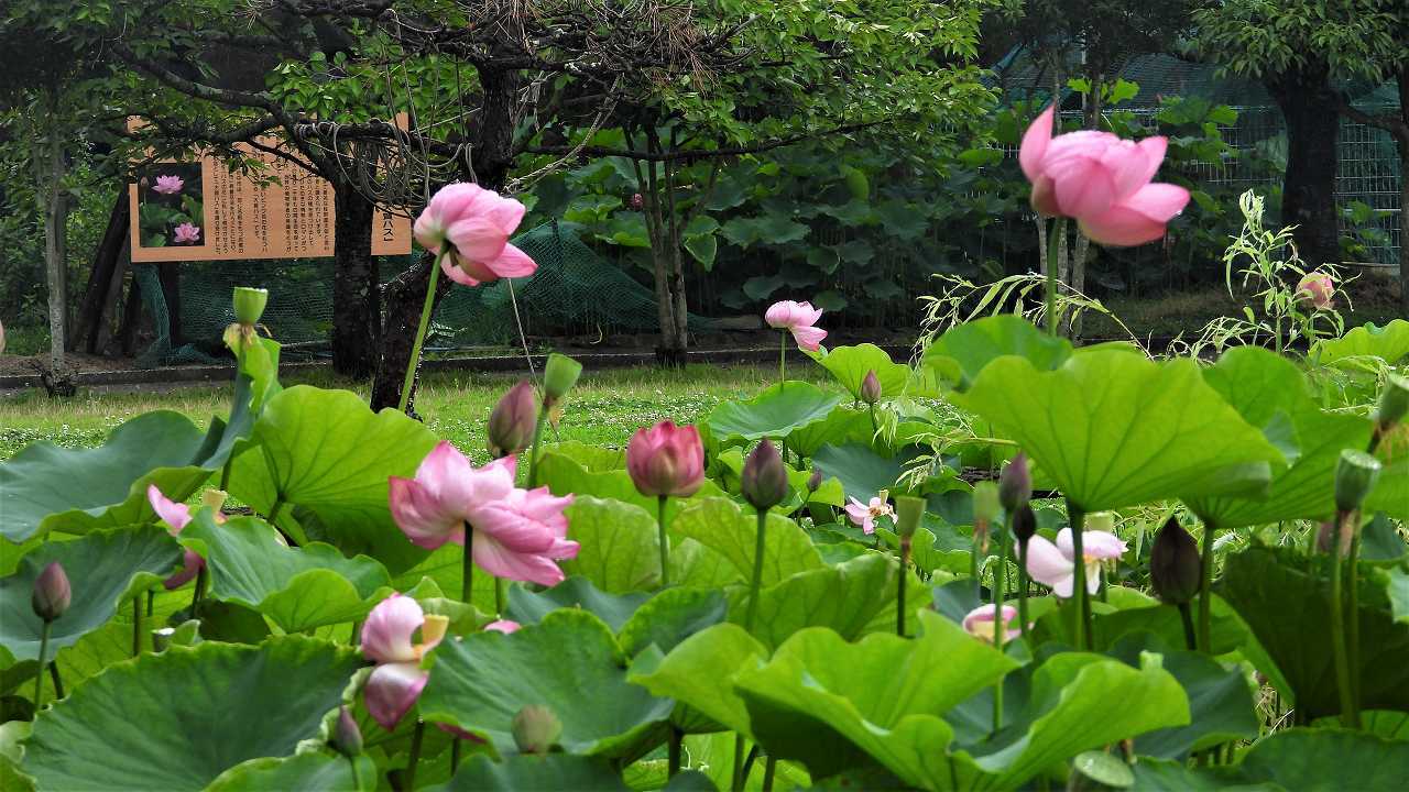 d0360910_12260937.jpg