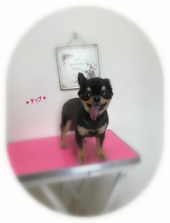 チップくん、ようこそ!!_a0315823_18311107.jpg