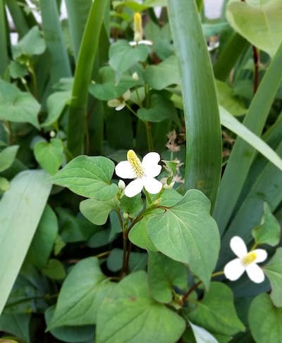 二人で円山散歩♪神宮前茶寮「こう」で甘味をいただく＜さっぽろ暮らし カフェ編＞_b0124525_12231660.jpg