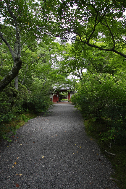 京都回顧 蓮の花咲くお寺－常照寺－ _b0169330_2303899.jpg