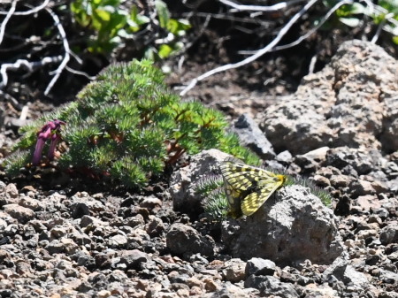 2019年6月下旬　北海道_c0353632_15052838.jpg