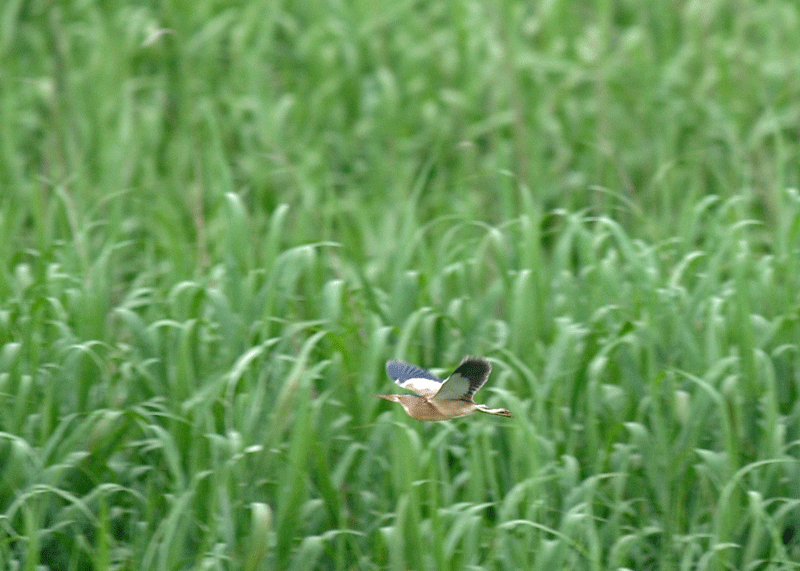 d0290240_10592470.gif