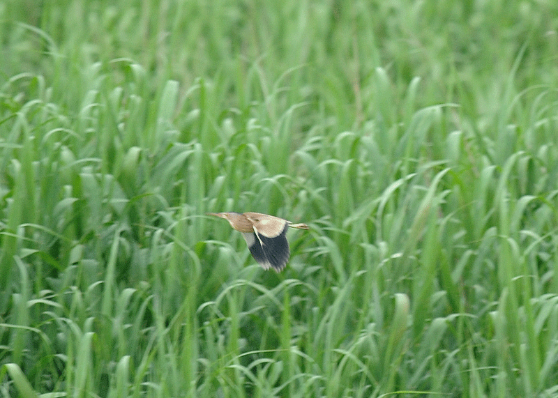 d0290240_11045422.gif