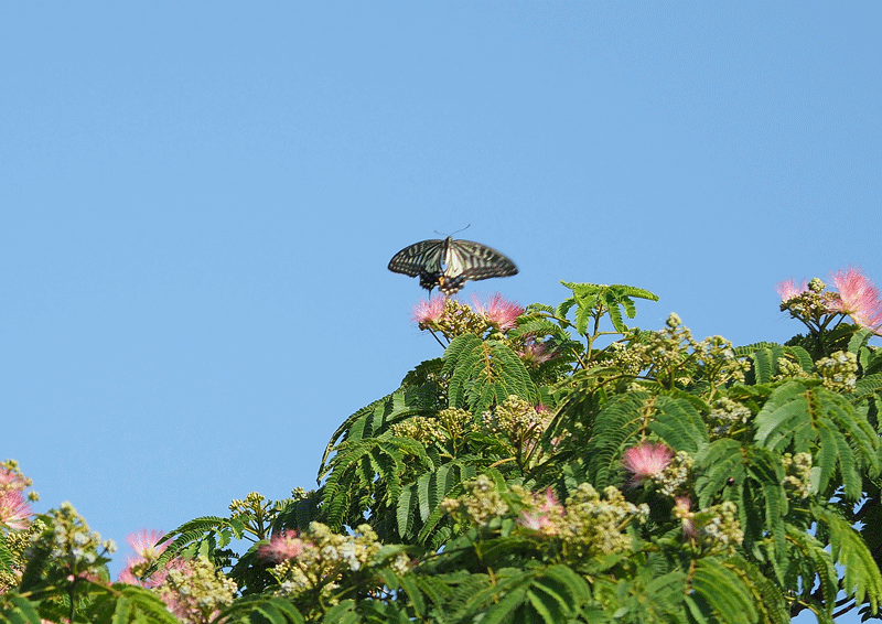 d0290240_11075092.gif