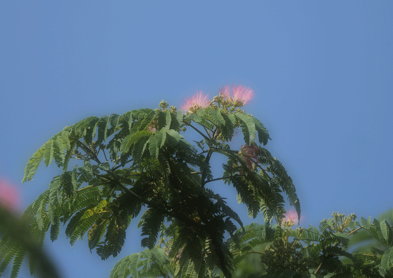 d0290240_11091461.gif