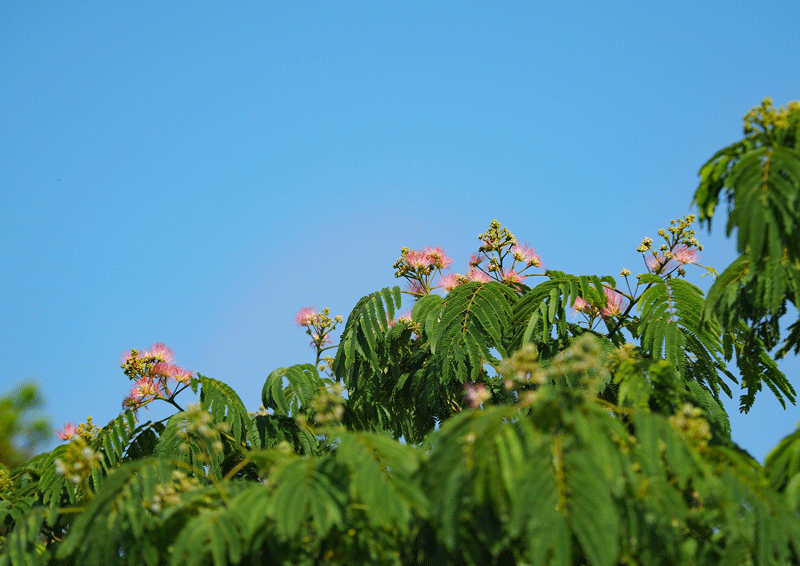 d0290240_11092634.gif
