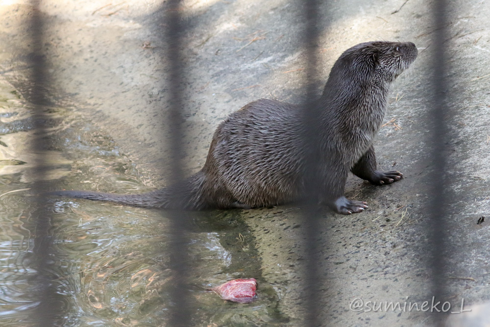 2019/05/03-05 ノボシビルスク動物園１６ ユーラシアカワウソ長屋_b0330044_22173297.jpg