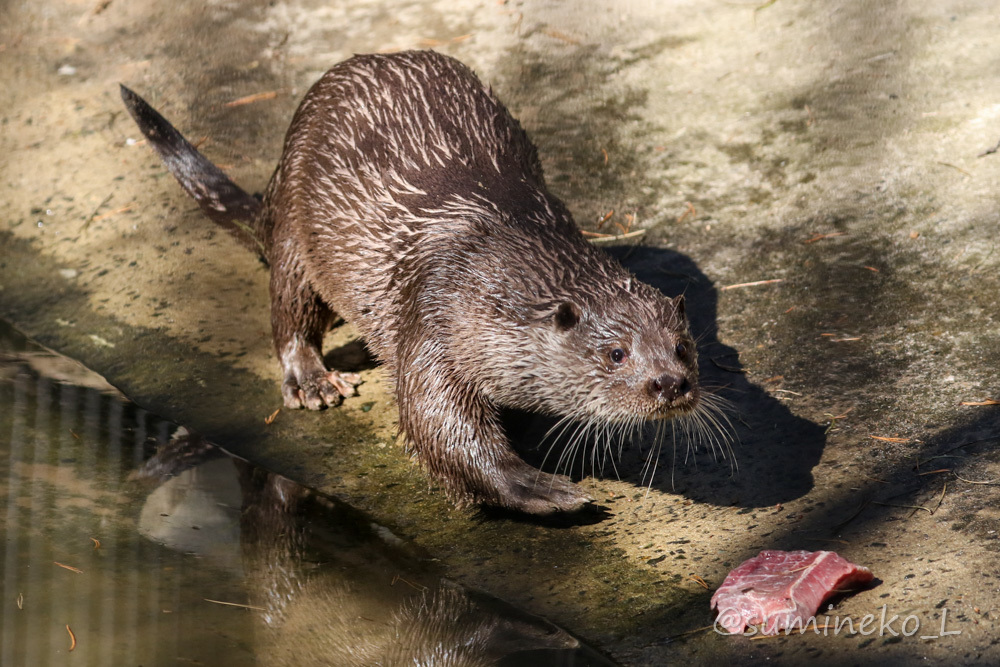 2019/05/03-05 ノボシビルスク動物園１６ ユーラシアカワウソ長屋_b0330044_22244034.jpg