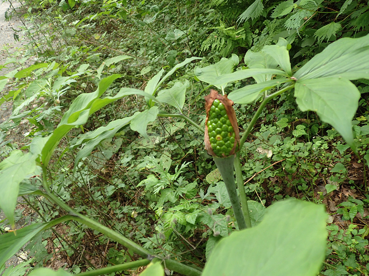 f0214649_04022944.jpg