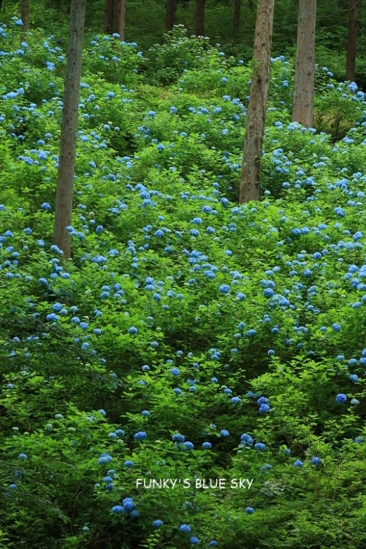 c0145250_10095019.jpg