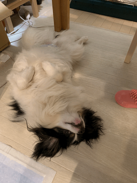 c0331454_06431706.gif