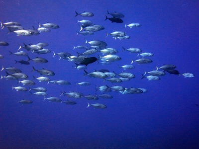 7月12日 海況は良くなったけど…_d0113459_18272764.jpg