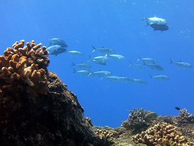 7月12日 海況は良くなったけど…_d0113459_18273840.jpg