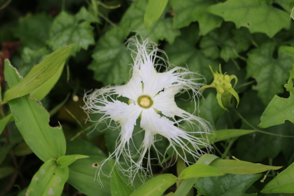 烏瓜の花 カラスウリノハナ ひげ爺の花便り