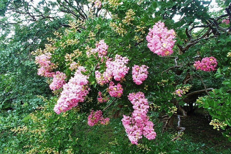 b0044663_14081176.jpg