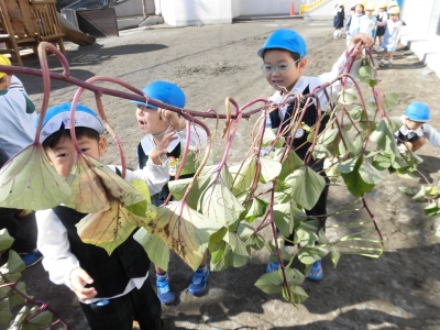サツマイモの茎刈りをしました。_a0382671_12552261.jpg