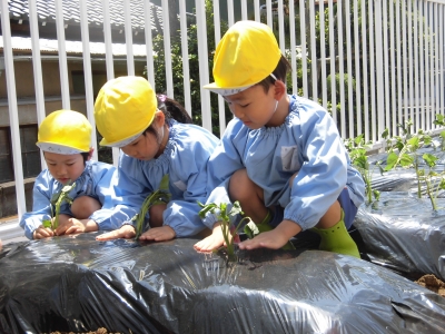 年長組サツマイモ苗植え_a0382671_12563177.jpg