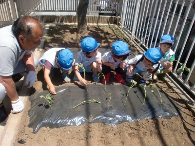 サツマイモ苗植え_a0382671_13261124.jpg