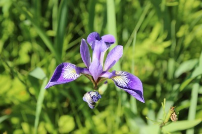 Blue Flag Iris_c0353373_04113880.jpg