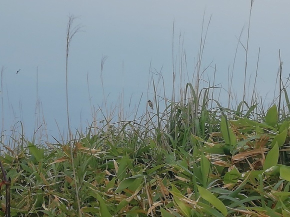 c0212083_17541234.jpg
