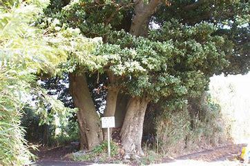 不動産情報、島の樹木(木材について)_f0095585_23111945.jpg