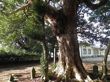 不動産情報、島の樹木(木材について)_f0095585_23210302.jpg