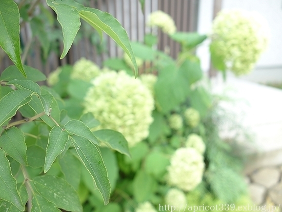 エントランスの植栽スペース 植えかえ後からのBEFORE→AFTER_c0293787_11481038.jpg