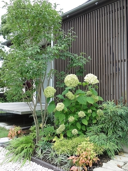 エントランスの植栽スペース 植えかえ後からのBEFORE→AFTER_c0293787_11512294.jpg