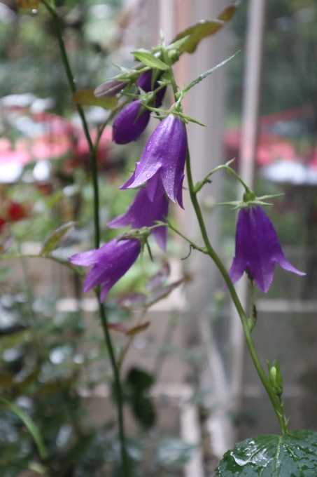たまには書こう自分の庭･････ニンジンボクの季節_b0331802_16411317.jpg