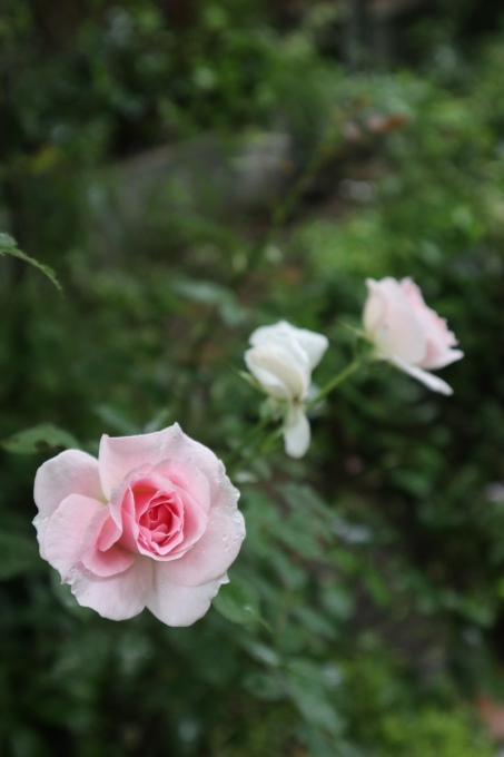 たまには書こう自分の庭･････ニンジンボクの季節_b0331802_16413239.jpg
