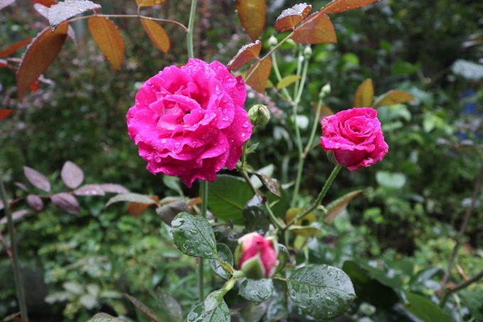 たまには書こう自分の庭･････ニンジンボクの季節_b0331802_16421304.jpg