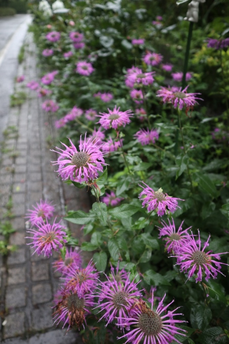 たまには書こう自分の庭･････ニンジンボクの季節_b0331802_16421351.jpg