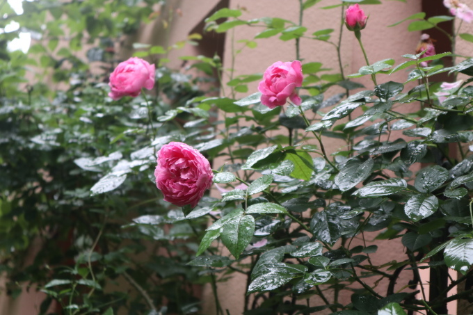 たまには書こう自分の庭･････ニンジンボクの季節_b0331802_16432226.jpg