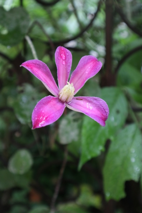 たまには書こう自分の庭･････ニンジンボクの季節_b0331802_16434659.jpg